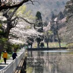 青葉山公園の桜