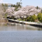 青葉山公園の桜