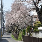 文化町さくら通りの桜