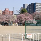 東六番丁小学校の桜