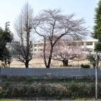 東六番丁小学校の桜