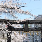 亀岡八幡宮および付近の桜