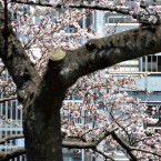 亀岡八幡宮および付近の桜