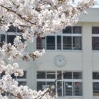 鹿野小学校の桜