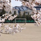 鹿野小学校の桜
