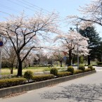 東北大学川内キャンパスの桜