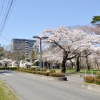 東北大学川内キャンパスの桜