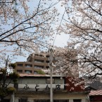福寿さくら公園の桜