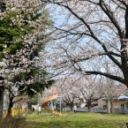 福寿さくら公園の桜