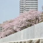 ライオンズ広瀬川公園の桜