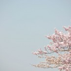 ライオンズ広瀬川公園の桜