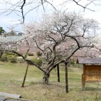 塩竈神社の桜