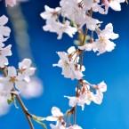 仙台東照宮の桜