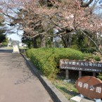 榴ヶ岡公園の桜