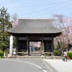 陸奥国分寺薬師堂の桜