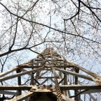 陸奥国分寺薬師堂の桜